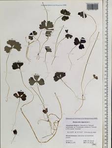 Coptidium lapponicum (L.) Á. Löve & D. Löve, Siberia, Russian Far East (S6) (Russia)