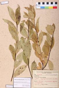 Salix pseudopentandra (Flod.) Flod., Siberia, Altai & Sayany Mountains (S2) (Russia)