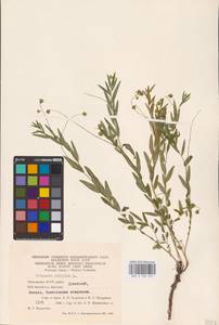 Polygala sibirica L., Eastern Europe, Eastern region (E10) (Russia)