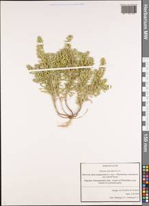 Alyssum alyssoides (L.) L., Caucasus, Dagestan (K2) (Russia)