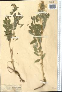Astragalus lepsensis Bunge, Middle Asia, Northern & Central Tian Shan (M4) (Kazakhstan)