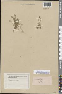 Scleranthus annuus L., Siberia (no precise locality) (S0) (Russia)