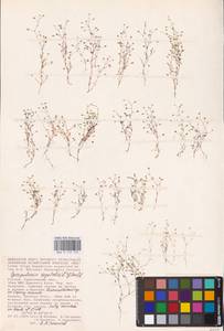 Spergularia segetalis (L.) G. Don, Eastern Europe, Lower Volga region (E9) (Russia)