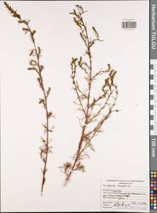 Artemisia campestris L., Eastern Europe, Central region (E4) (Russia)