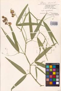 Lathyrus sylvestris L., Eastern Europe, North-Western region (E2) (Russia)