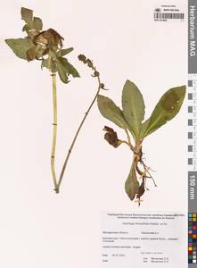 Micranthes hieraciifolia (Waldst. & Kit.) Haw., Siberia, Chukotka & Kamchatka (S7) (Russia)