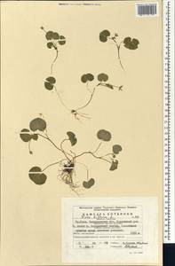 Viola biflora L., Eastern Europe, Eastern region (E10) (Russia)