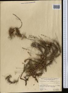 Acantholimon alatavicum Bunge, Middle Asia, Western Tian Shan & Karatau (M3) (Kyrgyzstan)