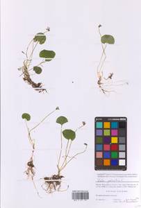 Viola palustris L., Eastern Europe, Moscow region (E4a) (Russia)
