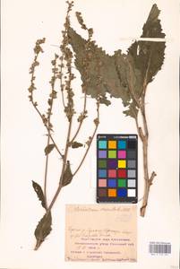 MHA 0 159 021, Verbascum chaixii Vill., Eastern Europe, Middle Volga region (E8) (Russia)