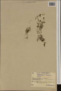 Ranunculus aquatilis L., Western Europe (EUR) (Poland)