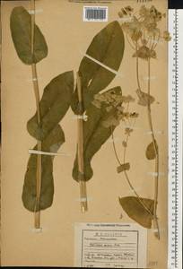 Bupleurum longifolium L., Eastern Europe, Volga-Kama region (E7) (Russia)