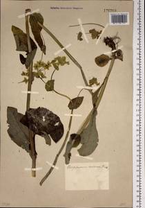 Bupleurum aureum Fisch., Siberia, Altai & Sayany Mountains (S2) (Russia)