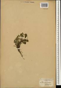 Thymus nummularius M.Bieb., Caucasus, Dagestan (K2) (Russia)