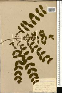 Hypericum xylosteifolium (Spach) Robson, Caucasus, Black Sea Shore (from Novorossiysk to Adler) (K3) (Russia)