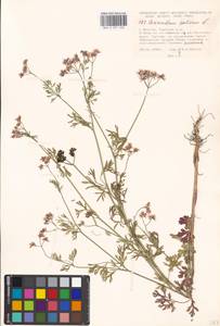 Coriandrum sativum L., Eastern Europe, Moscow region (E4a) (Russia)