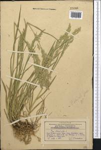 Poa trivialis L., Middle Asia, Western Tian Shan & Karatau (M3) (Kazakhstan)