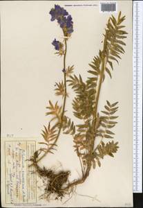 Polemonium caucasicum N. Busch, Middle Asia, Northern & Central Tian Shan (M4) (Kazakhstan)