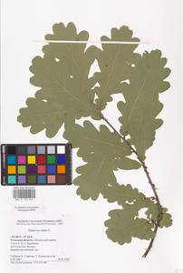 Quercus robur L., Eastern Europe, Central region (E4) (Russia)