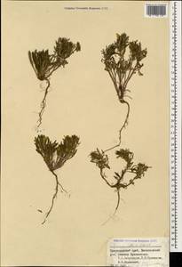 Ajuga chamaepitys subsp. chia (Schreb.) Arcang., Caucasus, Krasnodar Krai & Adygea (K1a) (Russia)