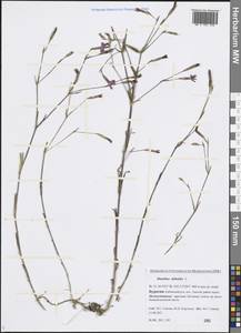 Dianthus deltoides L., Siberia, Baikal & Transbaikal region (S4) (Russia)