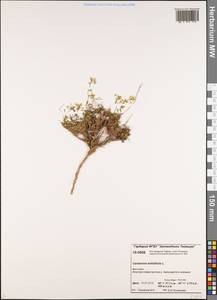 Cardamine bellidifolia L., Siberia, Central Siberia (S3) (Russia)
