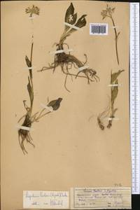 Ligularia pavlovii (Lipsch.) Cretz., Middle Asia, Western Tian Shan & Karatau (M3) (Kazakhstan)