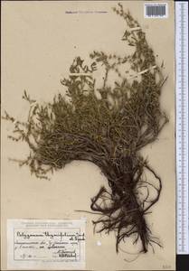 Polygonum thymifolium Jaub. & Spach, Middle Asia, Muyunkumy, Balkhash & Betpak-Dala (M9) (Kazakhstan)