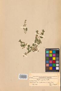 Polygala japonica Houtt., Siberia, Russian Far East (S6) (Russia)