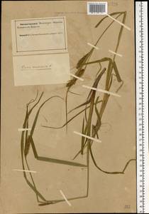 Carex vesicaria L., Eastern Europe, Northern region (E1) (Russia)