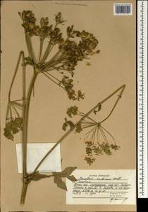 Tetrataenium candicans (Wall. ex DC.) Manden., South Asia, South Asia (Asia outside ex-Soviet states and Mongolia) (ASIA) (Afghanistan)