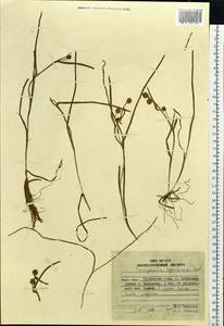 Sparganium hyperboreum Laest. ex Beurl., Siberia, Russian Far East (S6) (Russia)