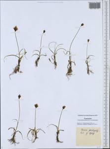 Carex pachystylis J.Gay, Middle Asia, Karakum (M6) (Turkmenistan)
