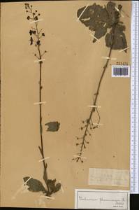 Verbascum phoeniceum L., Middle Asia, Dzungarian Alatau & Tarbagatai (M5) (Kazakhstan)
