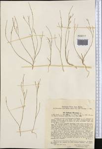 Bufonia oliveriana Ser., Middle Asia, Pamir & Pamiro-Alai (M2) (Turkmenistan)