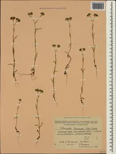 Valerianella lasiocarpa (Stev.) Betcke, Crimea (KRYM) (Russia)