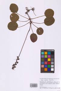 Pyrola media Sw., Eastern Europe, Moscow region (E4a) (Russia)