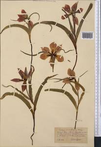 Tulipa undulatifolia var. micheliana (Hoog) Wilford, Middle Asia, Kopet Dag, Badkhyz, Small & Great Balkhan (M1) (Turkmenistan)