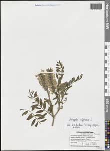 Astragalus uliginosus L., Siberia, Baikal & Transbaikal region (S4) (Russia)
