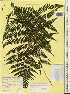 Athyrium filix-femina (L.) Roth, Caucasus, Stavropol Krai, Karachay-Cherkessia & Kabardino-Balkaria (K1b) (Russia)