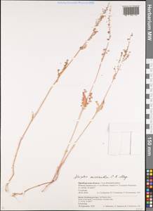 Atriplex micrantha Ledeb., Eastern Europe, Eastern region (E10) (Russia)