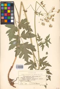 Heracleum sphondylium subsp. sibiricum (L.) Simonk., Eastern Europe, Moscow region (E4a) (Russia)