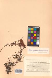 Phedimus middendorfianus subsp. middendorfianus, Siberia, Russian Far East (S6) (Russia)