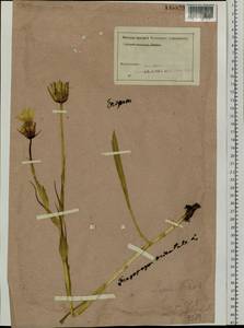 Tragopogon orientalis L., Siberia, Altai & Sayany Mountains (S2) (Russia)