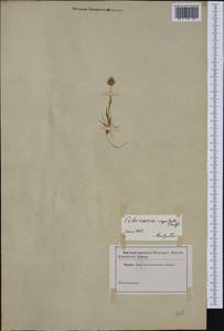Echinaria capitata (L.) Desf., Western Europe (EUR) (France)