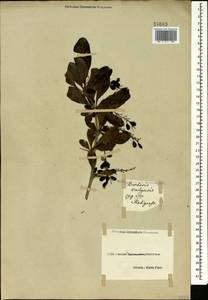 Berberis vulgaris L., Caucasus, Stavropol Krai, Karachay-Cherkessia & Kabardino-Balkaria (K1b) (Russia)