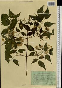 Clematis brevicaudata DC., Siberia, Russian Far East (S6) (Russia)