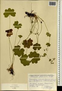 Alchemilla glabricaulis H. Lindb., Eastern Europe, Volga-Kama region (E7) (Russia)