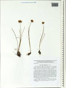 Allium oliganthum Kar. & Kir., Siberia, Altai & Sayany Mountains (S2) (Russia)