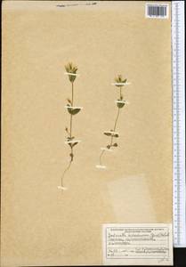 Gentianella turkestanorum (Gandoger) Holub, Middle Asia, Northern & Central Tian Shan (M4) (Kyrgyzstan)